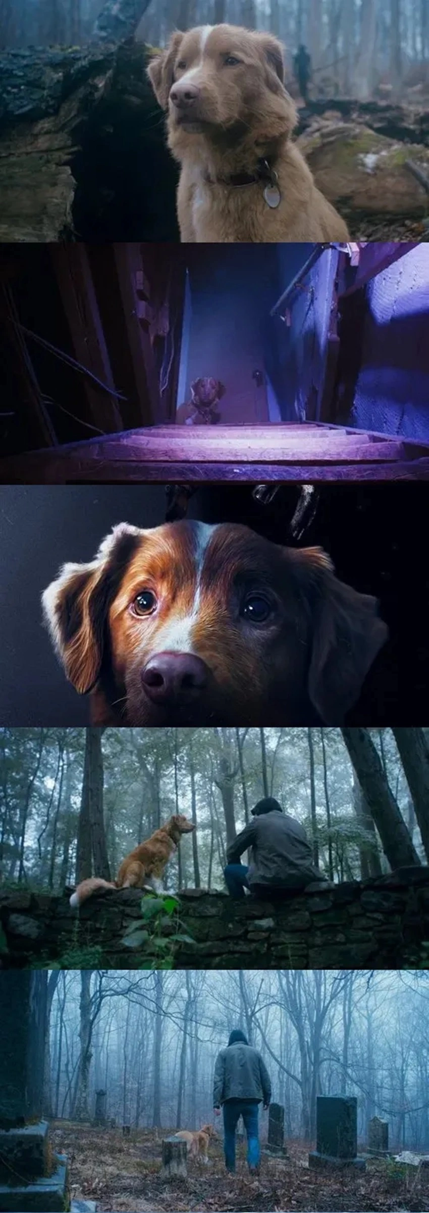 Download Good Boy | 2025 | Hindi Dubbed | CAMRip V2 | Full Movie 480p 720p 1080p